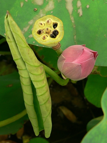 Lotos indický (Nelumbo nucifera)