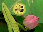 Lotos indický (Nelumbo nucifera)