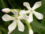 mydlice lékařská (Saponaria officinalis)