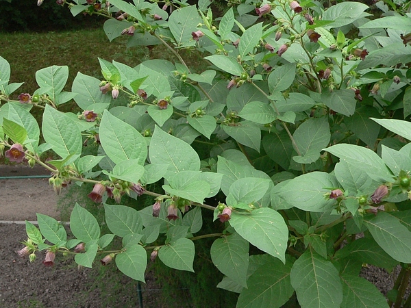 rulík zlomocný (Atropa bella-donna), celkový pohled na kvetoucí rostlinu