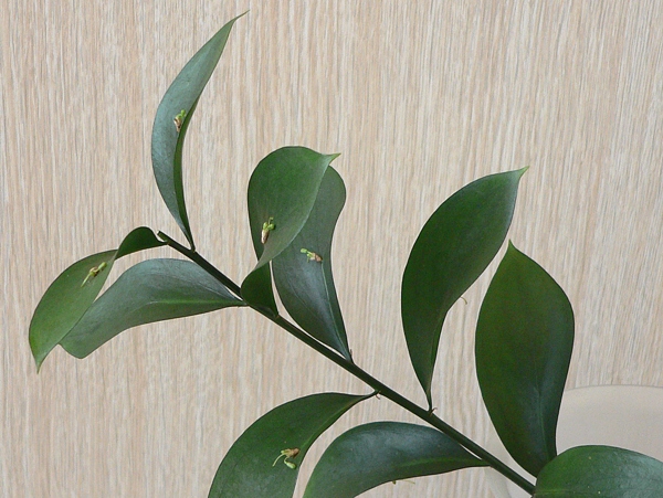 listnatec (Ruscus)