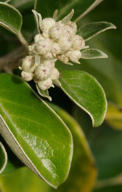 Novozélandská dřevina Brachyglottis rotundifolia. Její listy dříve posílali turisté coby neobvyklé pohlednice. Pošta kupodivu doručuje listy dodnes. Foto MUDr. Martin Kolář.