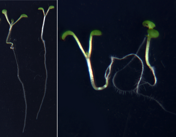 Vpravo mutanti huseníčku, jejichž kořeny nerostou správným směrem. Vlevo normální rostliny.