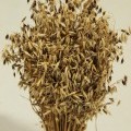 Expozice ÚEB na Floře Olomouc 2017