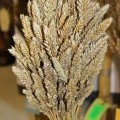 Expozice ÚEB na Floře Olomouc 2017